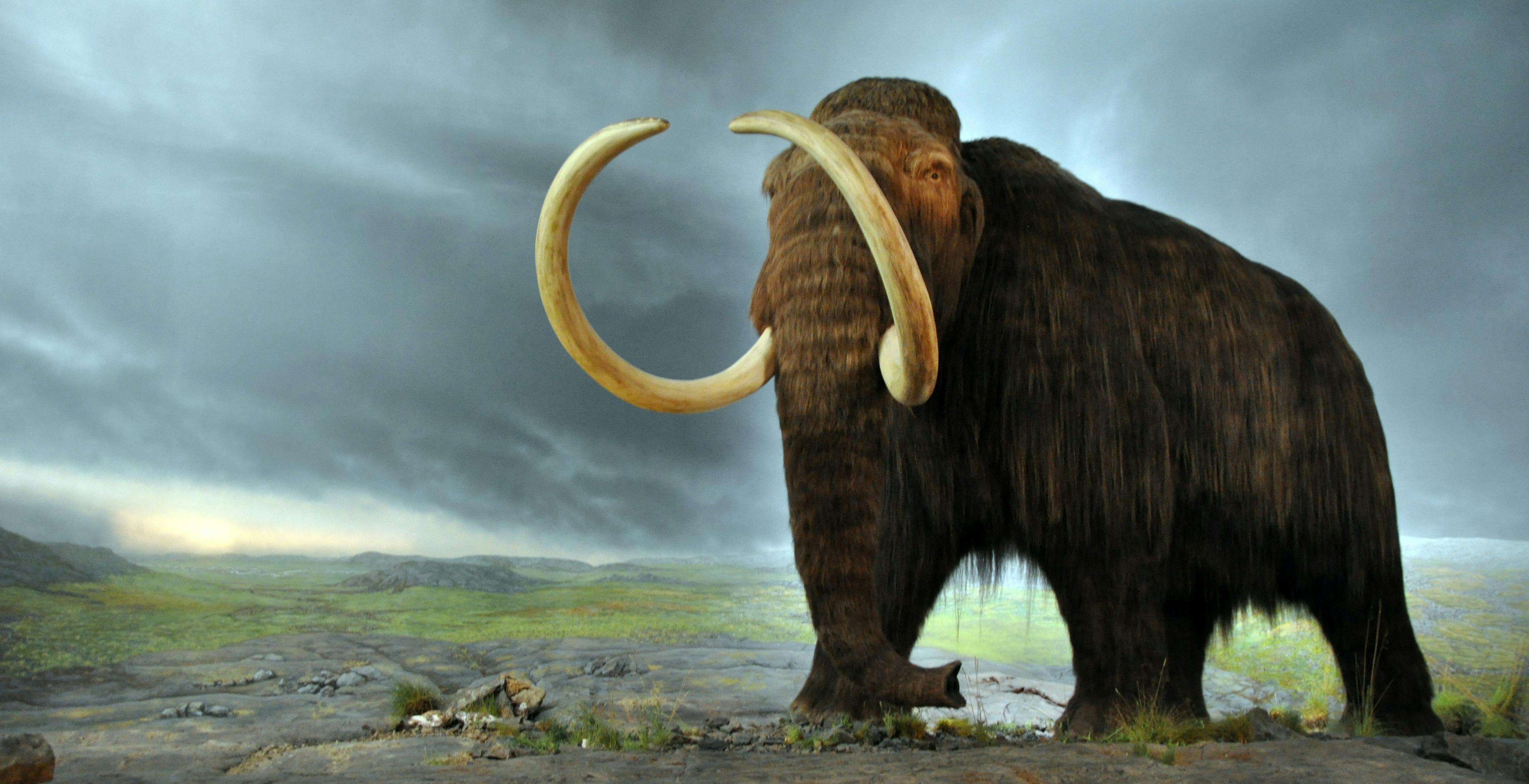 Mammut lanoso: scoperto notevole campione di pelle di 52000 anni fa 2 Pleistocene Park: ridare vita ai mammut estinti per combattere il riscaldamento climatico | DDay.it